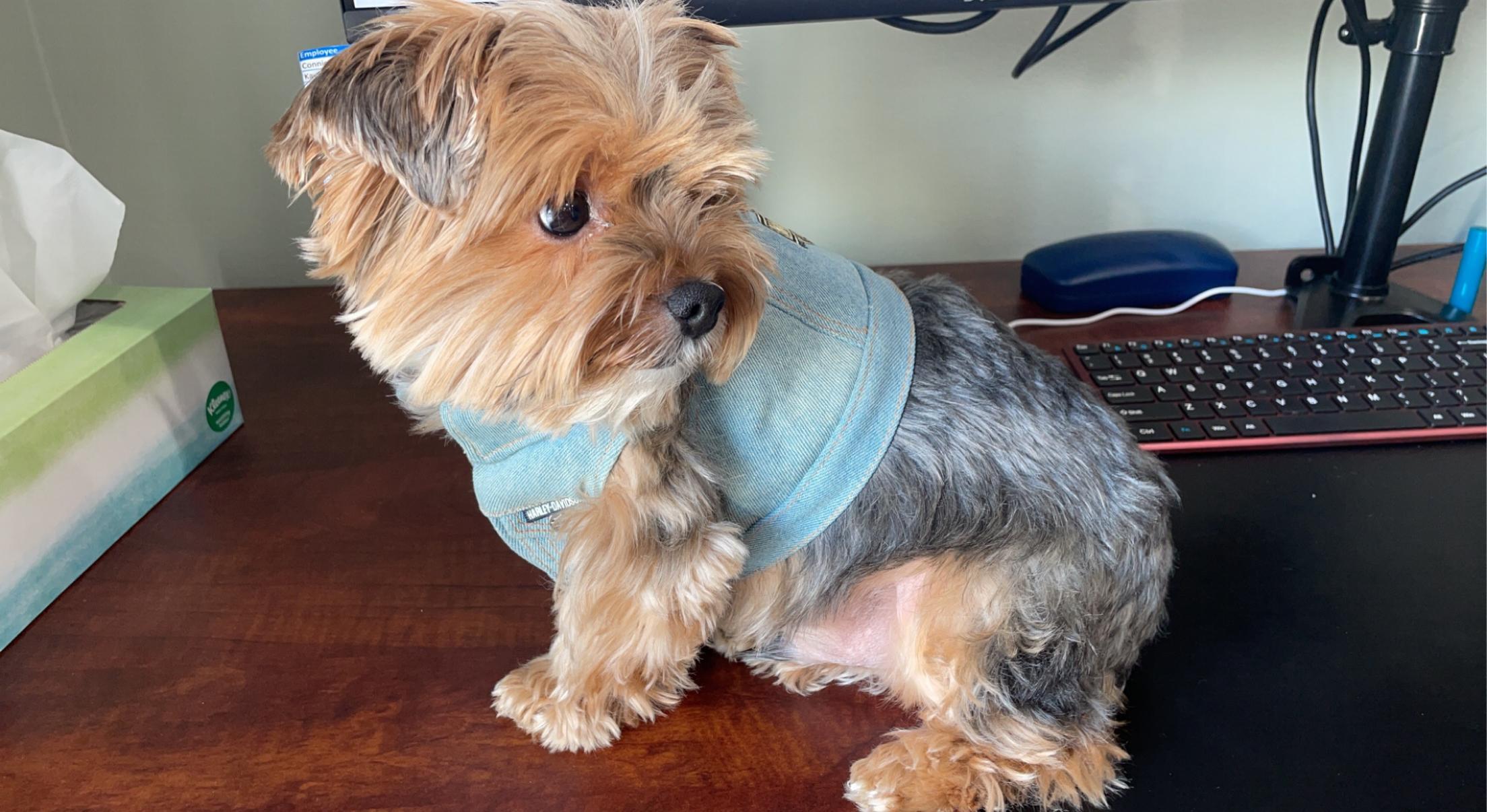 Rocco wearing a jean vest on a desk